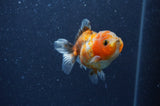 Yuan Bao Oranda  Calico 3.5 Inch (ID#404Yb10b-44) Free2Day SHIPPING