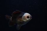 Short Body Thai Oranda  Panda 3.5 Inch (ID#1129To14b-31) Free2Day SHIPPING