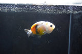 Baby Ranchu  Calico 3 Inch (ID#1004R9c-50) Free2Day SHIPPING