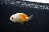 Baby Ranchu  Calico 3 Inch (ID#1004R9c-50) Free2Day SHIPPING