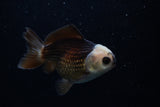 Short Body Thai Oranda  Panda 3.5 Inch (ID#1129To14b-31) Free2Day SHIPPING