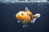 Yuan Bao Oranda  Calico 3.5 Inch (ID#404Yb10b-44) Free2Day SHIPPING