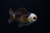 Short Body Thai Oranda  Panda 3.5 Inch (ID#1129To14b-31) Free2Day SHIPPING