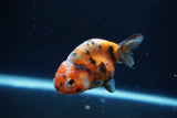 Baby Ranchu  Calico 2.5 Inch (ID#1217R9c-28) Free2Day SHIPPING