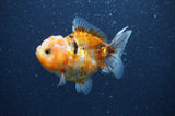 Yuan Bao Oranda  Calico 3.5 Inch (ID#404Yb10b-44) Free2Day SHIPPING