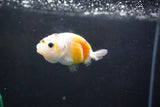 Baby Ranchu  Calico 3 Inch (ID#1004R9c-50) Free2Day SHIPPING