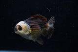 Short Body Thai Oranda  Panda 3.5 Inch (ID#1129To14b-31) Free2Day SHIPPING