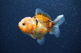 Yuan Bao Oranda  Calico 3.5 Inch (ID#404Yb10b-44) Free2Day SHIPPING