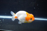 Juvenile Lionchu  Red White 3 Inch (ID#1015R11a-30) Free2Day SHIPPING