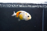 Baby Ranchu  Calico 3 Inch (ID#1004R9c-50) Free2Day SHIPPING