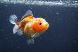 Yuan Bao Oranda  Calico 3.5 Inch (ID#404Yb10b-44) Free2Day SHIPPING