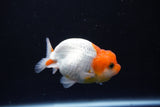 Juvenile Lionchu  Red White 3 Inch (ID#1015R11a-30) Free2Day SHIPPING