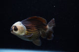 Short Body Thai Oranda  Panda 3.5 Inch (ID#1129To14b-31) Free2Day SHIPPING