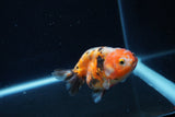 Baby Ranchu  Calico 2.5 Inch (ID#1217R9c-28) Free2Day SHIPPING