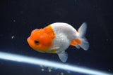 Juvenile Lionchu  Red White 3 Inch (ID#1015R11a-30) Free2Day SHIPPING