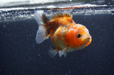 Yuan Bao Oranda  Calico 3.5 Inch (ID#404Yb10b-44) Free2Day SHIPPING