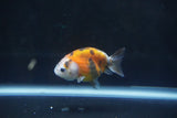 Baby Ranchu  Calico 2.5 Inch (ID#1004R9c-51) Free2Day SHIPPING