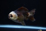 Short Body Thai Oranda  Panda 3.5 Inch (ID#1129To14b-31) Free2Day SHIPPING