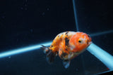 Baby Ranchu  Calico 2.5 Inch (ID#1217R9c-28) Free2Day SHIPPING