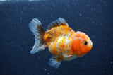 Yuan Bao Oranda  Calico 3.5 Inch (ID#404Yb10b-44) Free2Day SHIPPING