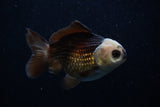 Short Body Thai Oranda  Panda 3.5 Inch (ID#1129To14b-31) Free2Day SHIPPING