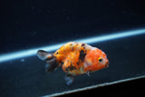 Baby Ranchu  Calico 2.5 Inch (ID#1217R9c-28) Free2Day SHIPPING