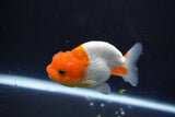 Juvenile Lionchu  Red White 3 Inch (ID#1015R11a-30) Free2Day SHIPPING