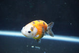 Baby Ranchu  Calico 2.5 Inch (ID#1004R9c-51) Free2Day SHIPPING