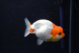 Juvenile Lionchu  Red White 3 Inch (ID#1015R11a-30) Free2Day SHIPPING