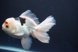 Thai Oranda  Tricolor 6 Inch (ID#823To6c-81)