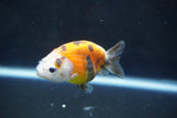 Baby Ranchu  Calico 2.5 Inch (ID#1004R9c-51) Free2Day SHIPPING