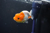 Juvenile Lionchu  Red White 3 Inch (ID#1015R11a-30) Free2Day SHIPPING