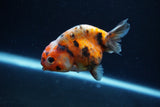 Baby Ranchu  Calico 2.5 Inch (ID#1217R9c-28) Free2Day SHIPPING