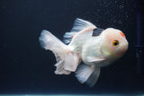 Thai Oranda  Tricolor 6 Inch (ID#823To6c-81)