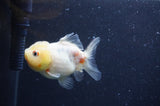 Yuan Bao Oranda  Calico 3.5 Inch (ID#404Yb10b-45) Free2Day SHIPPING