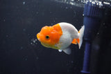 Juvenile Lionchu  Red White 3 Inch (ID#1015R11a-30) Free2Day SHIPPING