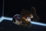 Short Body Thai Oranda  Panda 3.5 Inch (ID#1129To14b-32) Free2Day SHIPPING