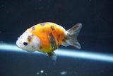 Baby Ranchu  Calico 2.5 Inch (ID#1004R9c-51) Free2Day SHIPPING