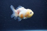 Yuan Bao Oranda  Calico 3.5 Inch (ID#404Yb10b-45) Free2Day SHIPPING