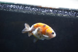 Baby Ranchu  Calico 2.5 Inch (ID#1004R9c-51) Free2Day SHIPPING