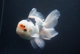 Thai Oranda  Tricolor 6 Inch (ID#823To6c-81)