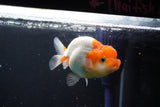 Juvenile Lionchu  Red White 3 Inch (ID#1015R11a-30) Free2Day SHIPPING