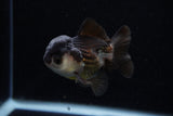 Short Body Thai Oranda  Panda 3.5 Inch (ID#1129To14b-32) Free2Day SHIPPING