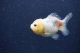 Yuan Bao Oranda  Calico 3.5 Inch (ID#404Yb10b-45) Free2Day SHIPPING