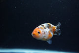 Baby Ranchu  Calico 3 Inch (ID#1217R9c-29) Free2Day SHIPPING