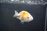 Baby Ranchu  Calico 2.5 Inch (ID#1004R9c-51) Free2Day SHIPPING