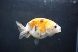 Baby Ranchu  Calico 2.5 Inch (ID#1004R9c-51) Free2Day SHIPPING