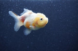 Yuan Bao Oranda  Calico 3.5 Inch (ID#404Yb10b-45) Free2Day SHIPPING