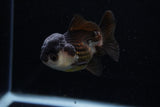 Short Body Thai Oranda  Panda 3.5 Inch (ID#1129To14b-32) Free2Day SHIPPING