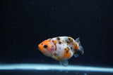 Baby Ranchu  Calico 3 Inch (ID#1217R9c-29) Free2Day SHIPPING